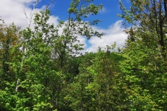 IMG_20200609_142741